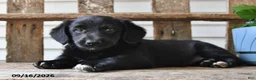 Mixed Breed dogs for sale: Charlotte - Ad 4