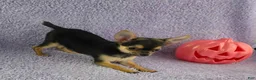 Chihuahua dogs for sale: Zoey - Ad 5