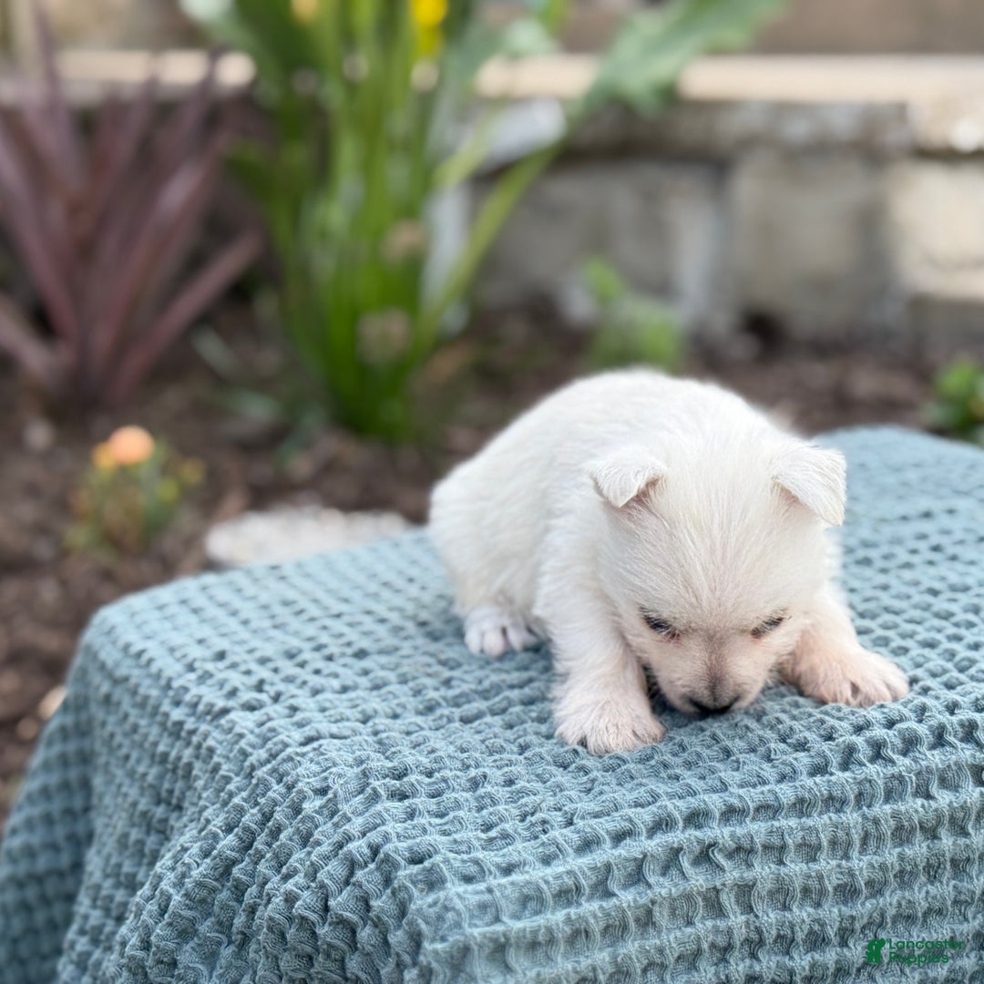 West Highland Terrier dogs for sale: Fancy - Ad 34