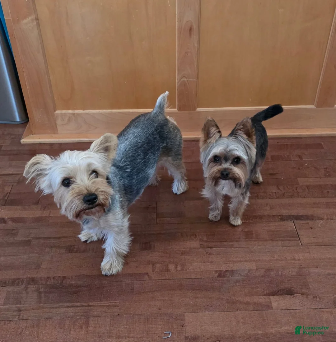 Yorkshire Terrier dogs for sale: Winston - Ad 6