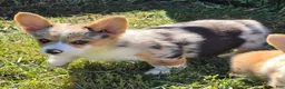 Welsh Corgi Pembroke dogs for sale: Stunning Stanley  - Ad 8