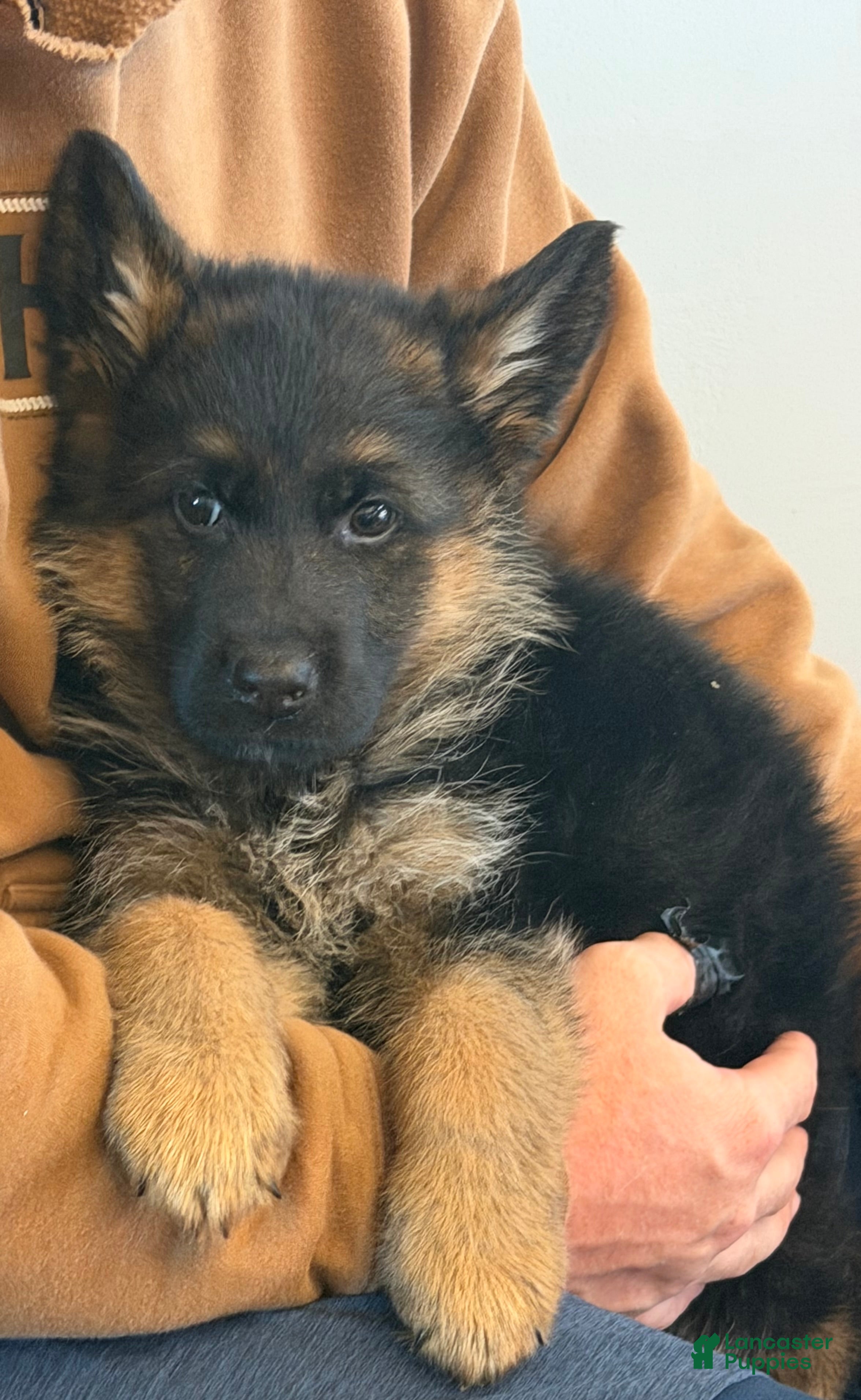 German Shepherd dogs Thor - Ad 1