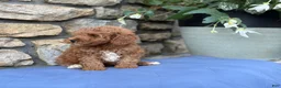 Miniature Poodle dogs for sale: Major - Ad 10