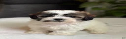 Shihpoo dogs for sale: Mico - Ad 3