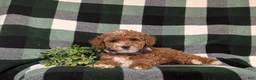 Miniature Poodle dogs for sale: Whelan 11 lbs Full Grown - Ad 5