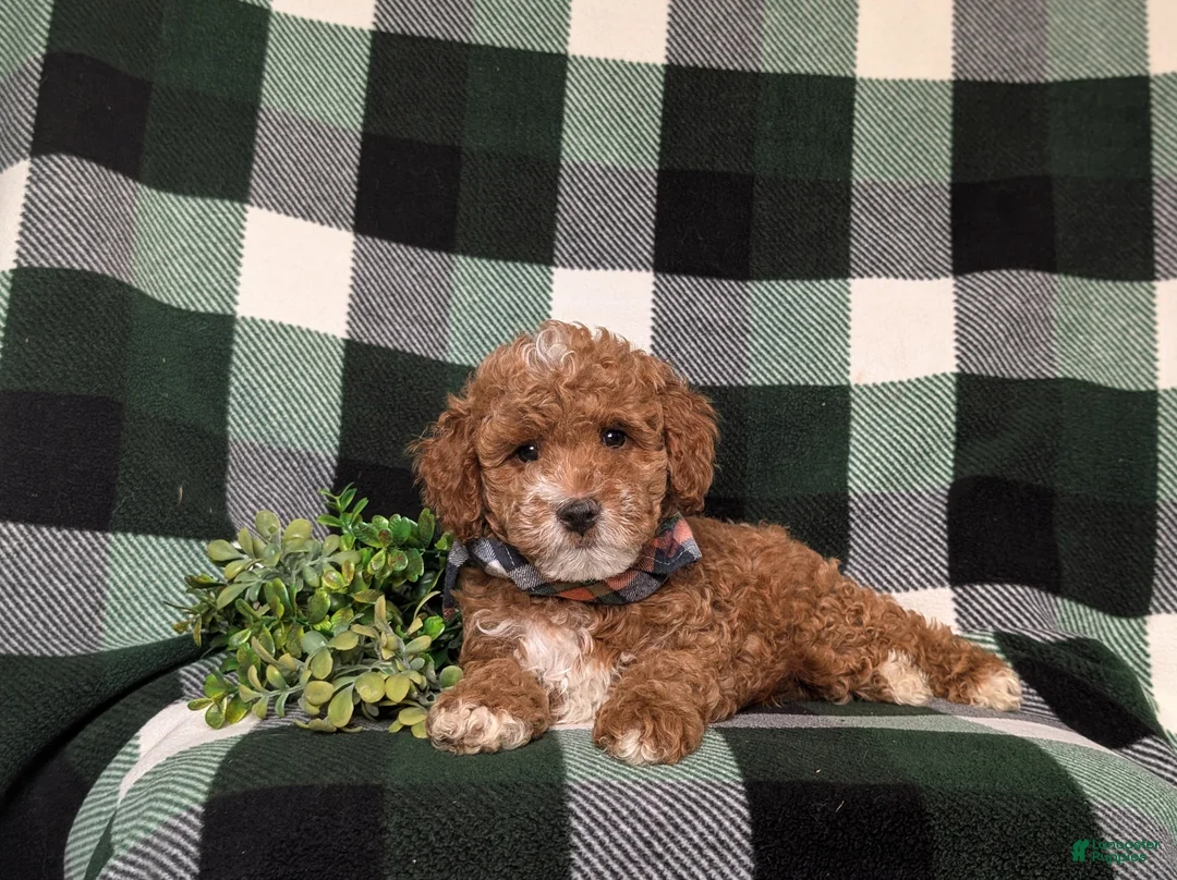 Miniature Poodle dogs for sale: Whelan 11 lbs Full Grown - Ad 5