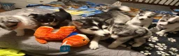 Pomsky dogs for sale: Pomsky Puppy 1 - Ad 16