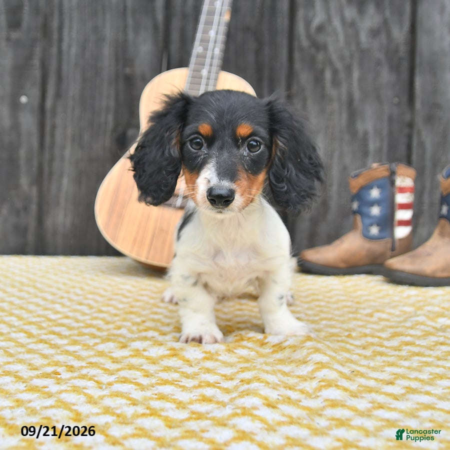 Miniature Dachshund dogs Koko - Ad 1