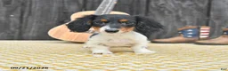 Miniature Dachshund dogs for sale: Koko - Ad 1