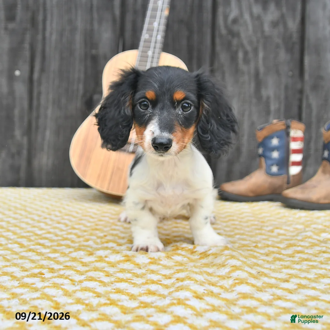Miniature Dachshund dogs for sale: Koko - Ad 1