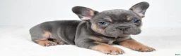 French Bulldog dogs for sale: Buddy - Ad 7