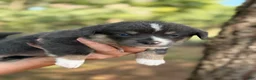 Mixed Breed dogs for sale: Bluie Full tail - Ad 12