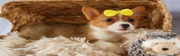 Welsh Corgi Pembroke dogs for sale:  Yvonne 🎀 - Ad 6