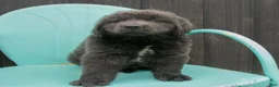 Newfoundland dogs for sale: Alex - Ad 5
