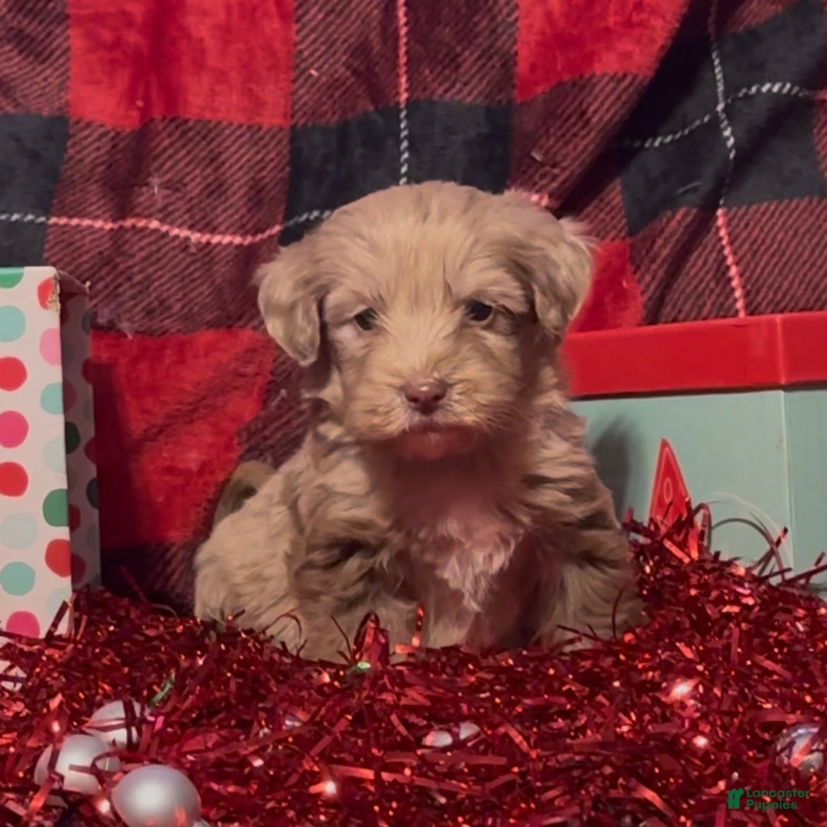 Mini Goldendoodle dogs Robin - Ad 22