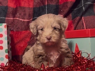 Mini Goldendoodle dogs Robin - Ad 22