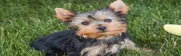 Yorkshire Terrier dogs for sale: Aspen - Ad 7