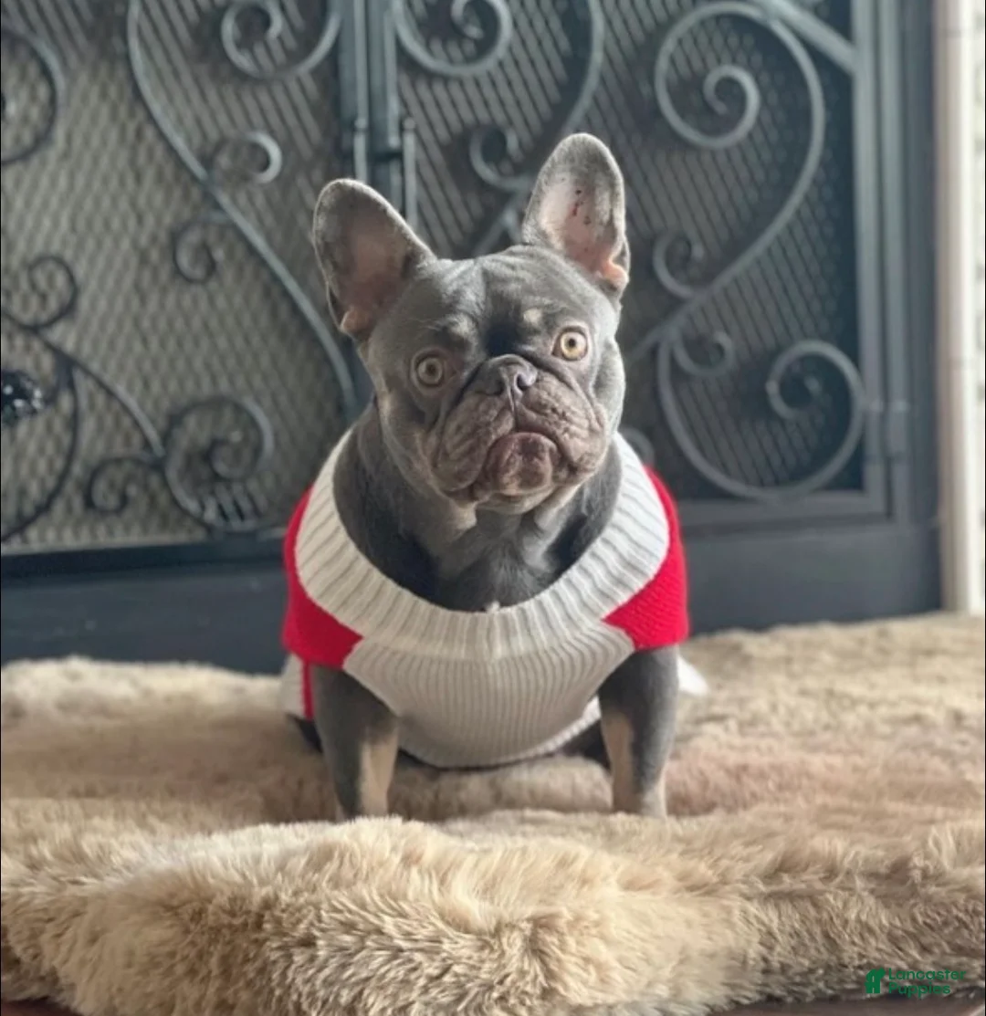 French Bulldog dogs for sale: COCO-ISABELLA Fluffy Carrier in CALI, USA DELIVERY AVAILABLE! - Ad 2