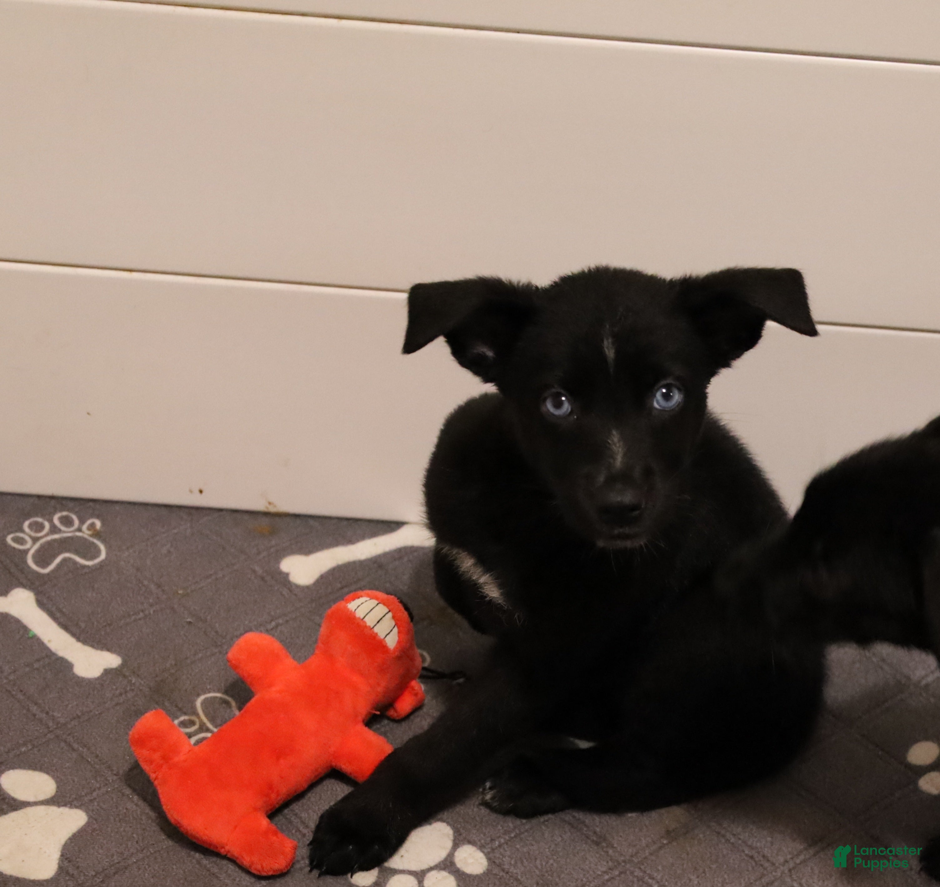 Mixed Breed dogs Lyla - Ad 1
