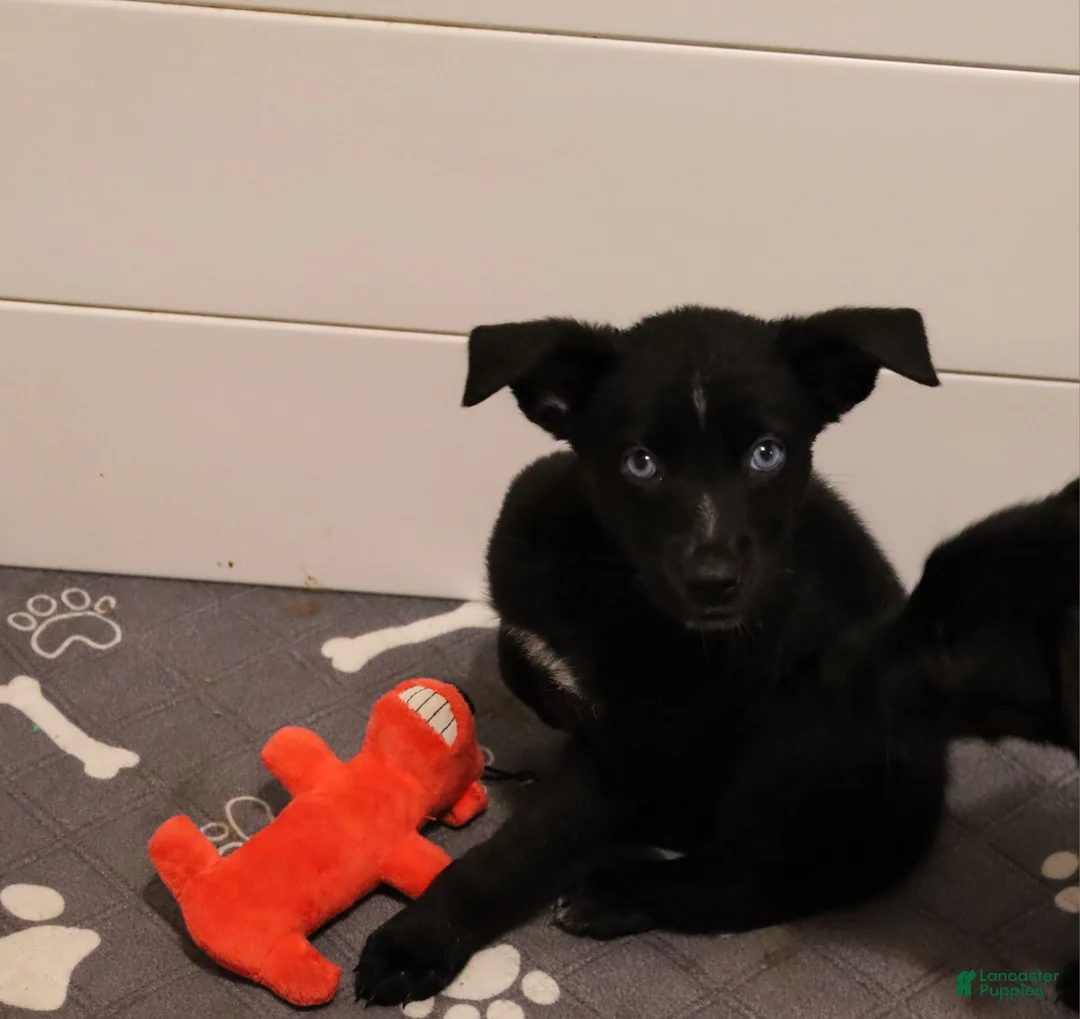 Mixed Breed dogs for sale: Lyla - Ad 1