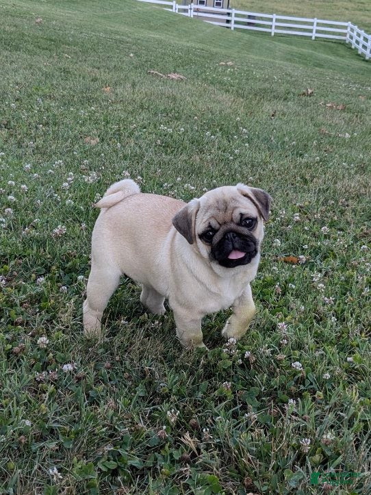 Pug dogs Bluebell - Ad 1