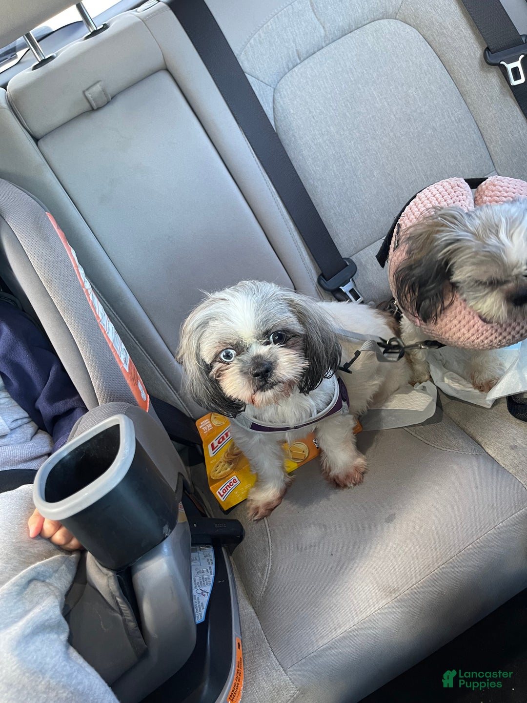 Shih Tzu dogs for sale: Judy - Ad 12