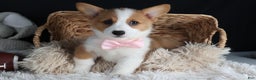 Welsh Corgi Pembroke dogs for sale: Honey - Ad 31