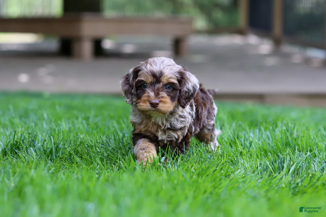 Cockapoo dogs for sale: Maverick - Ad 2