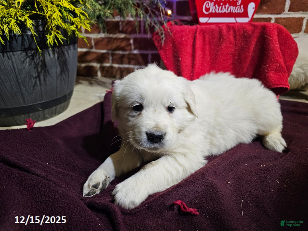 Golden Retriever dogs for sale: Kaleb - Ad 1