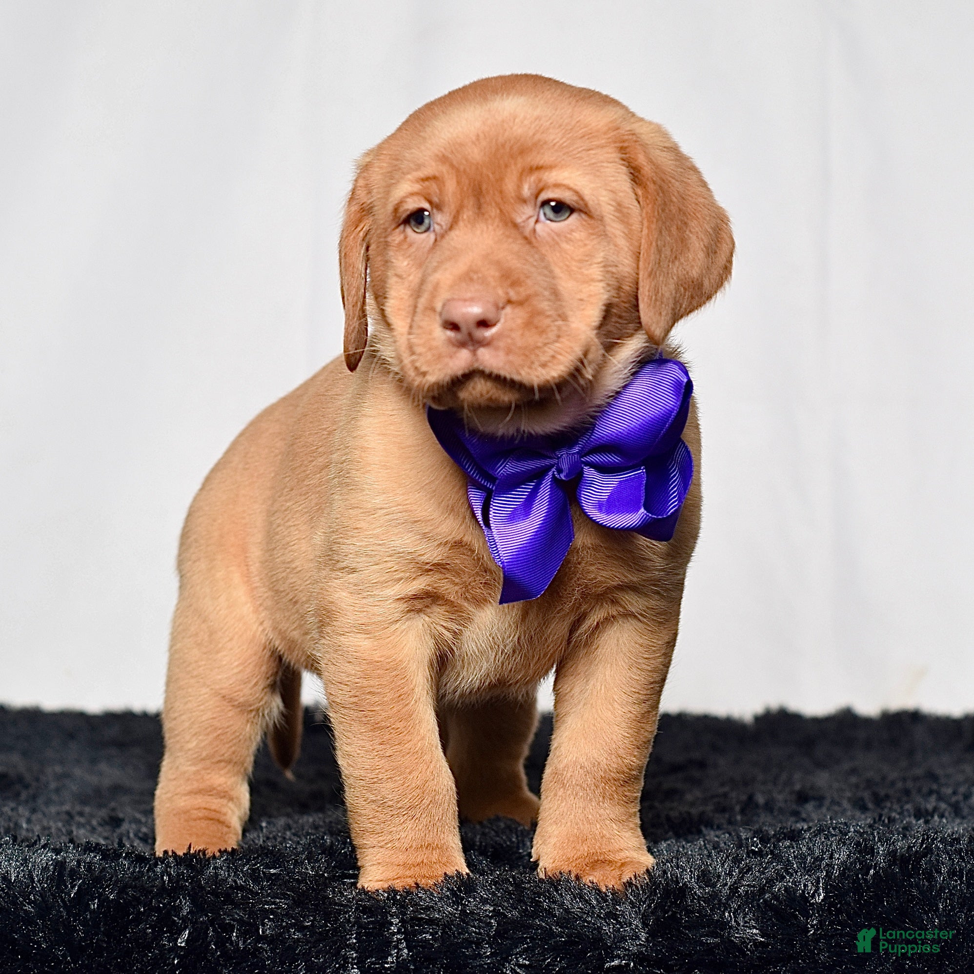 Labrador Retriever dogs Indie - Ad 1