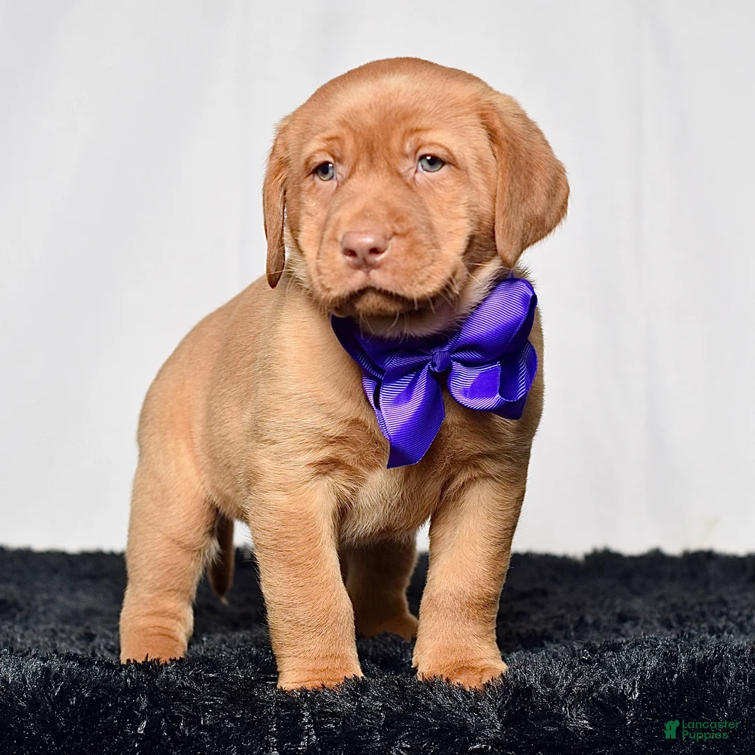 Labrador Retriever dogs for sale: Indie - Ad 2