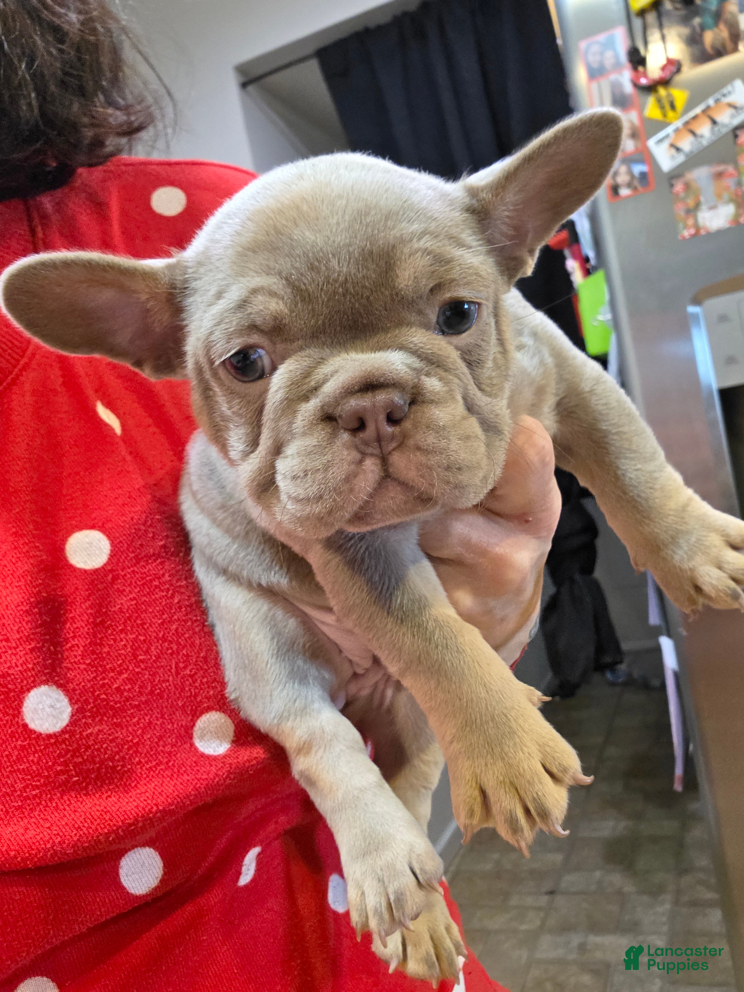 French Bulldog dogs Bella - Ad 7
