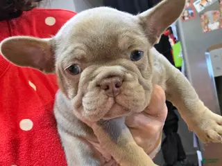 French Bulldog dogs Bella - Ad 7