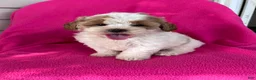 Shihpoo dogs for sale: DOLLY - Ad 4
