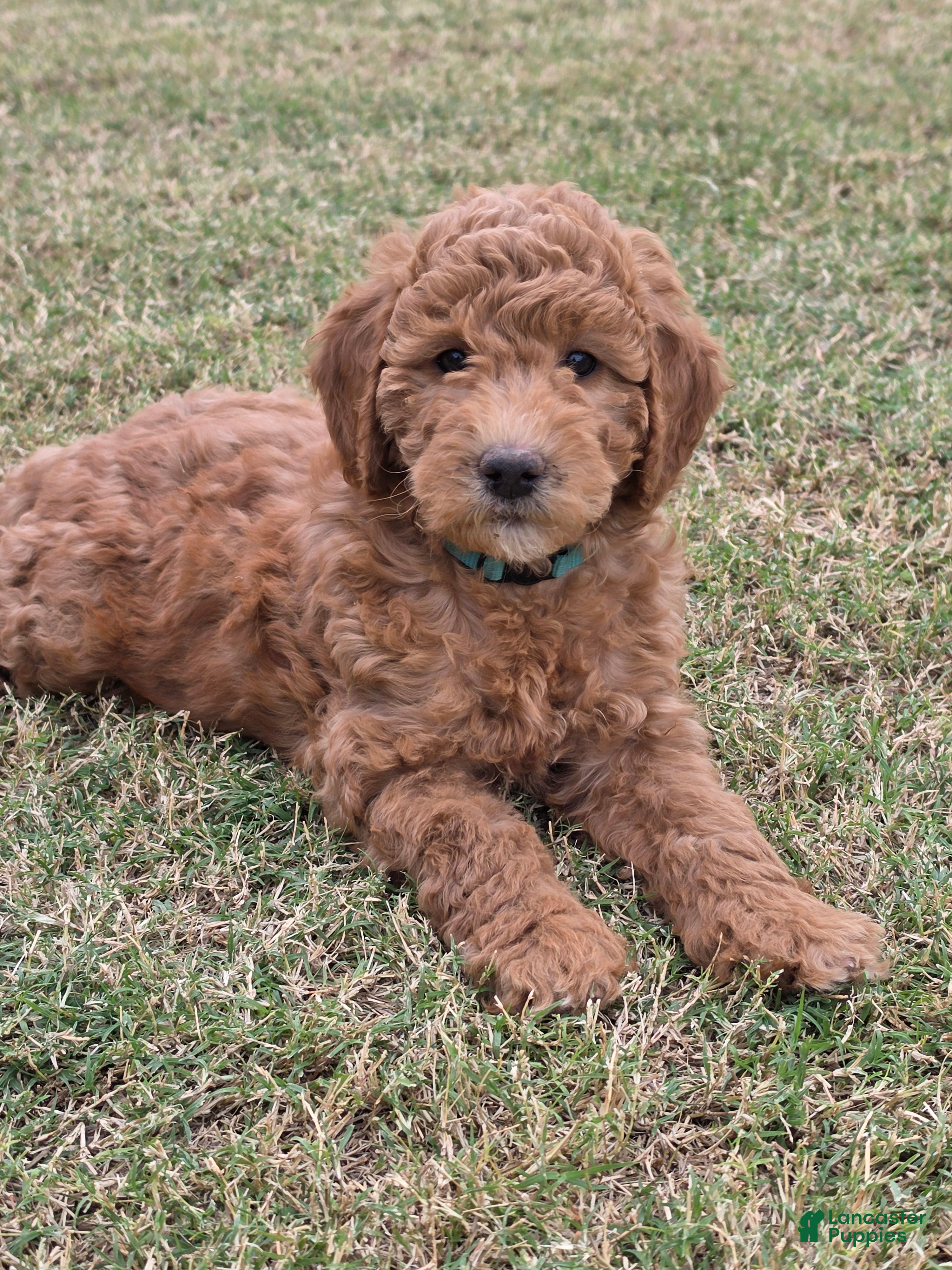 Mini Goldendoodle dogs for sale: Marsha ( 27 - 33 lbs full grown) - Ad 1