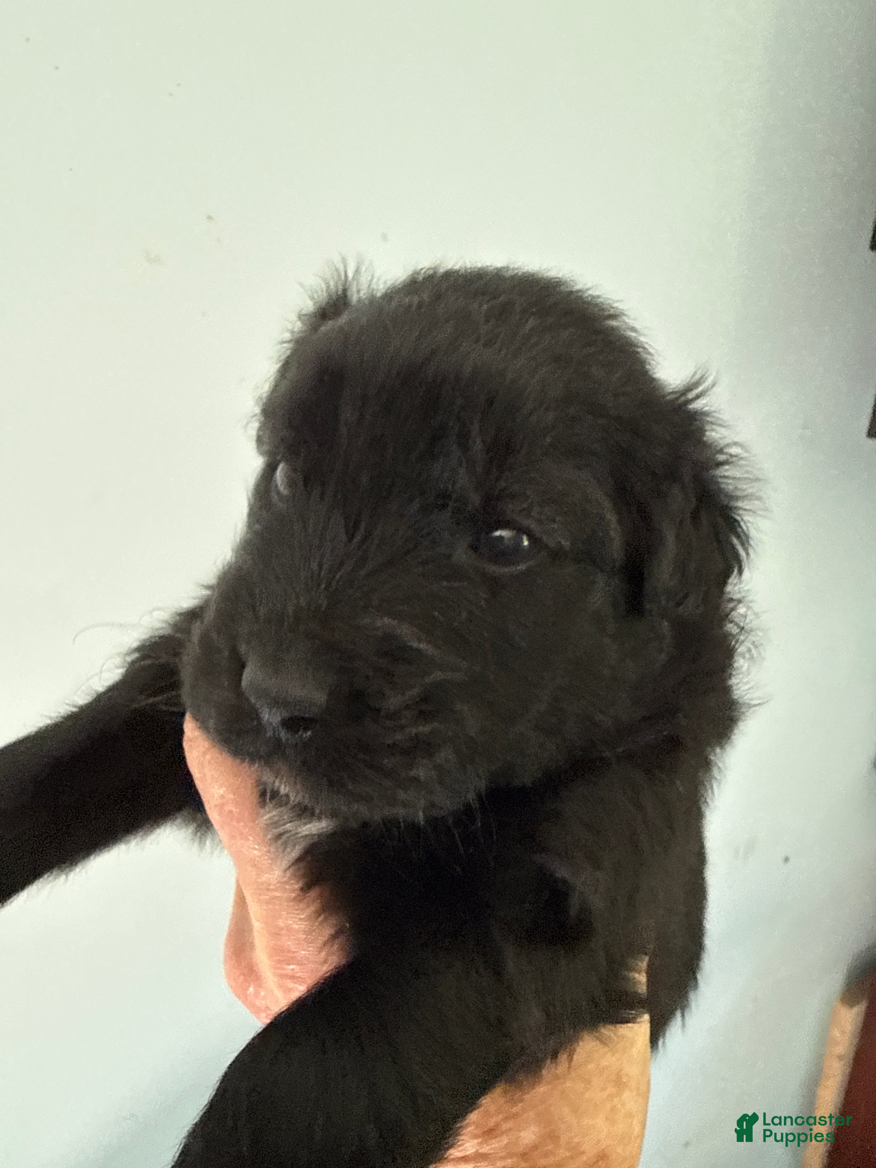 Mixed Breed dogs Paula - Ad 40