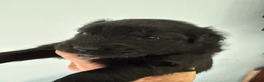 Paula
