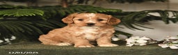 Cockapoo dogs for sale: Cally - Ad 1