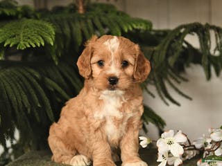 Cockapoo dogs Cally - Ad 38
