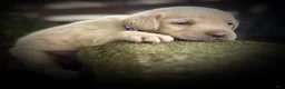 Labrador Retriever dogs for sale: Labrador Retriever 1 - Ad 16