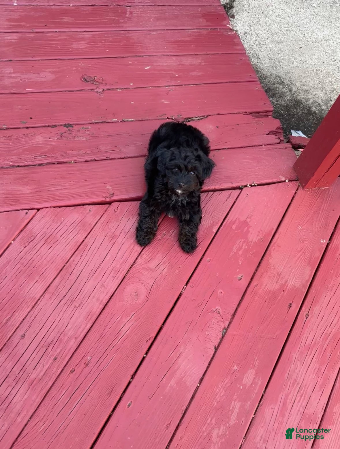 Yorkiepoo dogs Yorkiepoo  - Ad 40