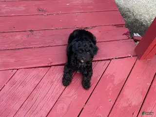 Yorkiepoo dogs Yorkiepoo - Ad 40