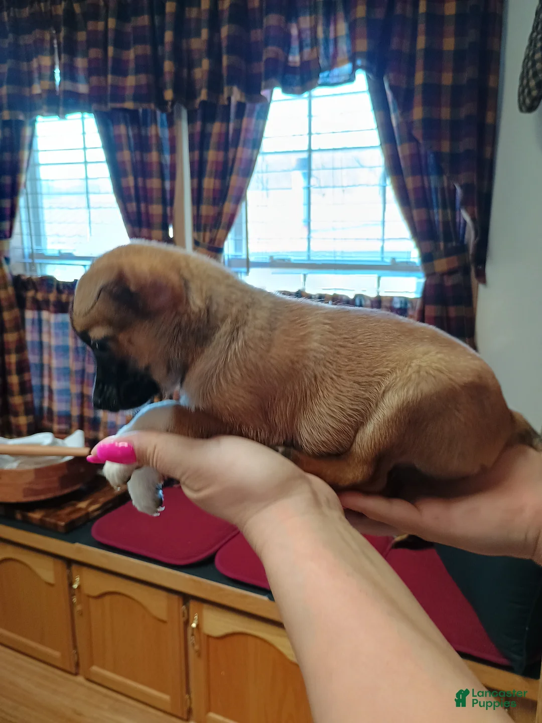 Mixed Breed dogs for sale: Xena - Ad 2