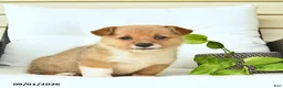 Welsh Corgi Pembroke dogs for sale: Blossom  - Ad 4