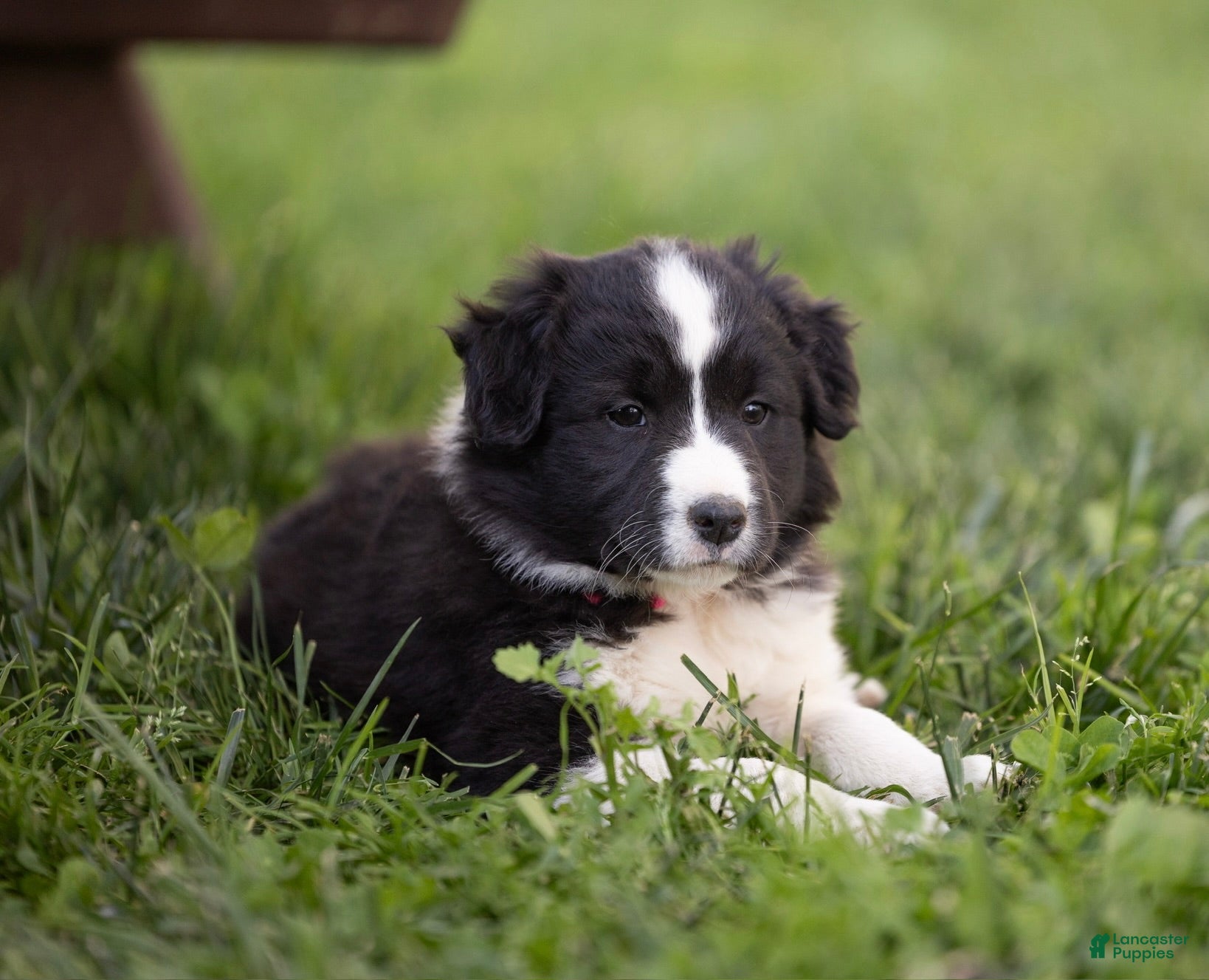 Mixed Breed dogs for sale: Misty - Ad 2
