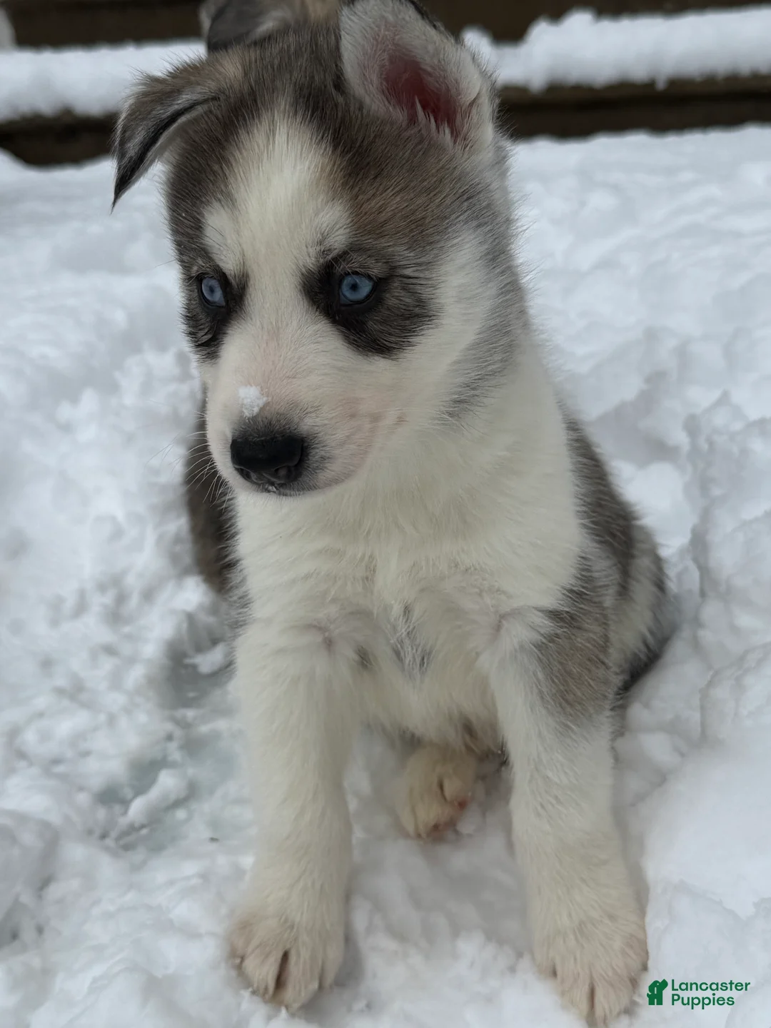 Siberian Husky dogs for sale: Phantom - Ad 2