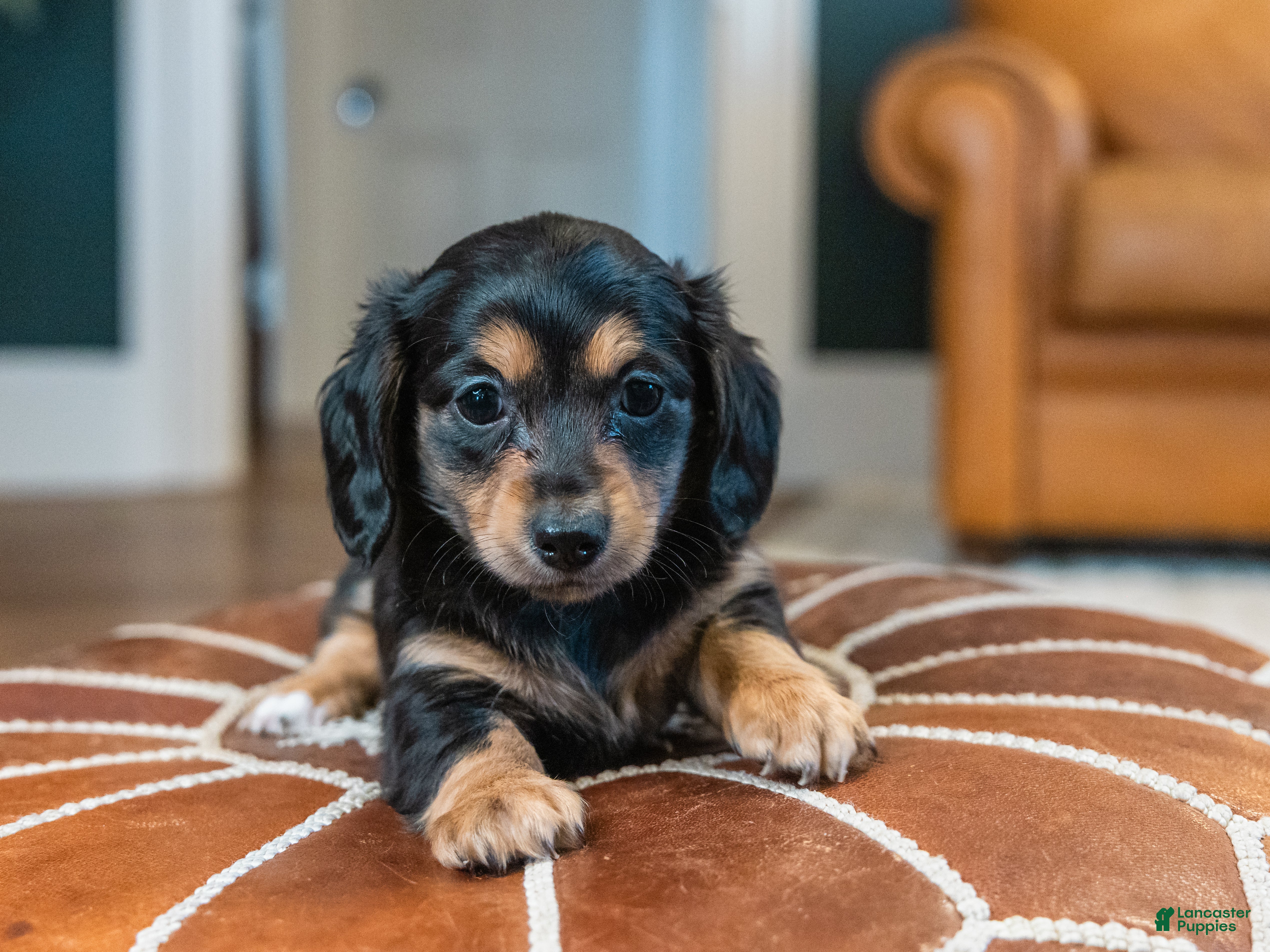 Miniature Dachshund dogs Pippa - Ad 1