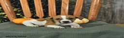 Jack Russell Terrier dogs for sale: Frankenstein - Ad 4