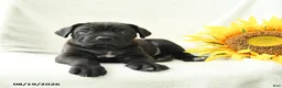 Cane Corso dogs for sale: Bear - Ad 4