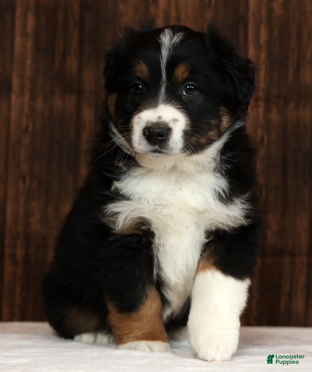 Miniature Australian Shepherd dogs Flash - Ad 2
